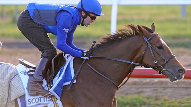 Scottish has been well backed in Caulfield Cup markets. (AAP)