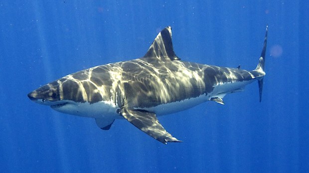About 210 white sharks have been tagged.
