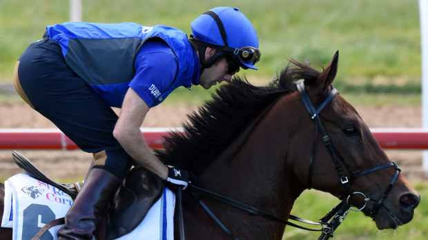 Geelong Cup winner Qewy will contest the Melbourne Cup. (AAP) 