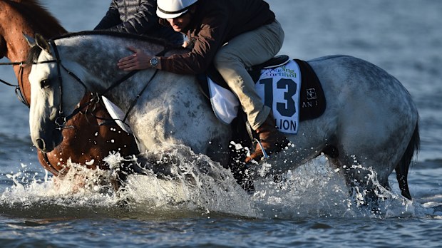 Grey Lion in the waters of Altona beach. (AAP)