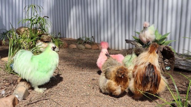 A photo of chickens at Oakvale Farm posted online