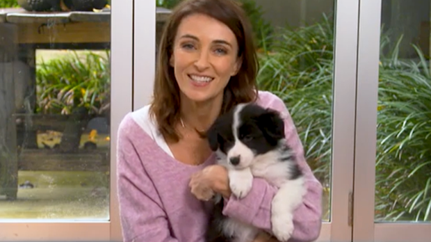 Dr Katrina Warren puppy proofing tips