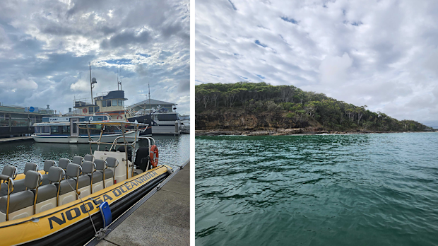 noosa oceanrider dolphin safari