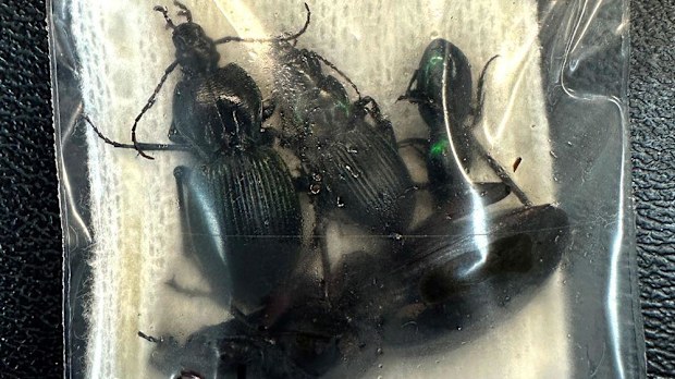 Insects found at Sydney Airport, Australia, after a university student tried to smuggle them out of the country.