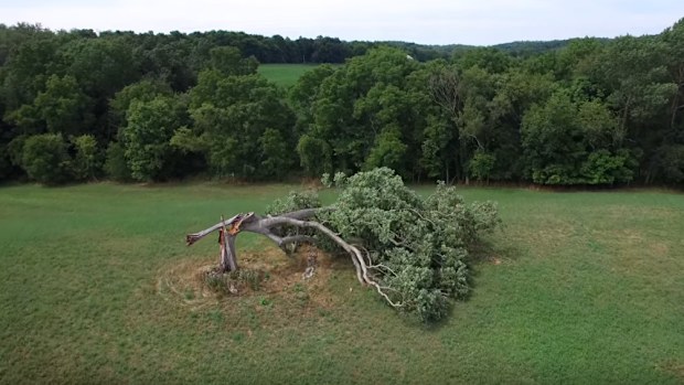 An aerial view of the white oak, its trunk snapped in half after a 2016 storm knocked it over.