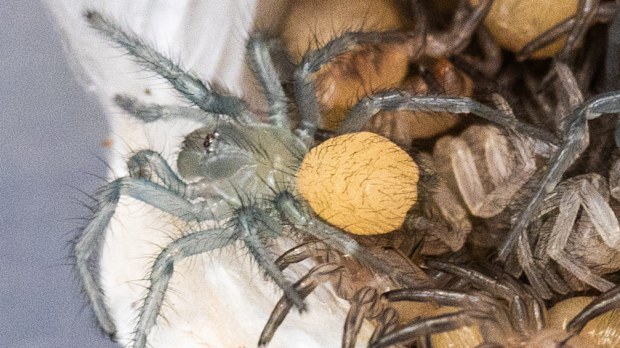 An "extraordinarily rare" opening of a Sydney funnel-web spider egg sac has been caught on camera by the Australian Reptile Park.