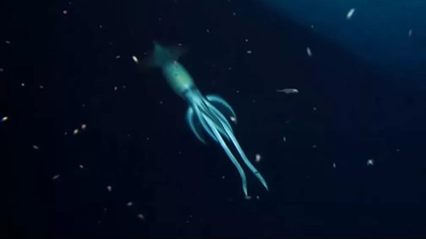 A screenshot of the enormous squid as it swims past the research vessel.
