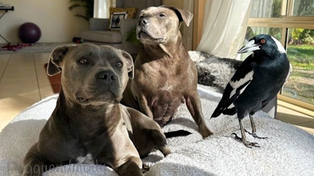Instagram star Molly the magpie has been reunited with his staffy friends after he was voluntarily surrendered to authorities more than 45 days ago.