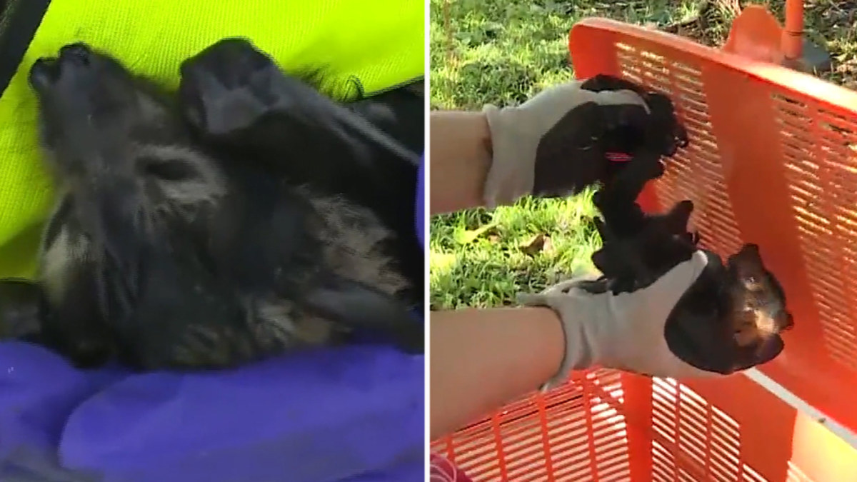 Queensland Health issues disease warning for potentially deadly bats ...