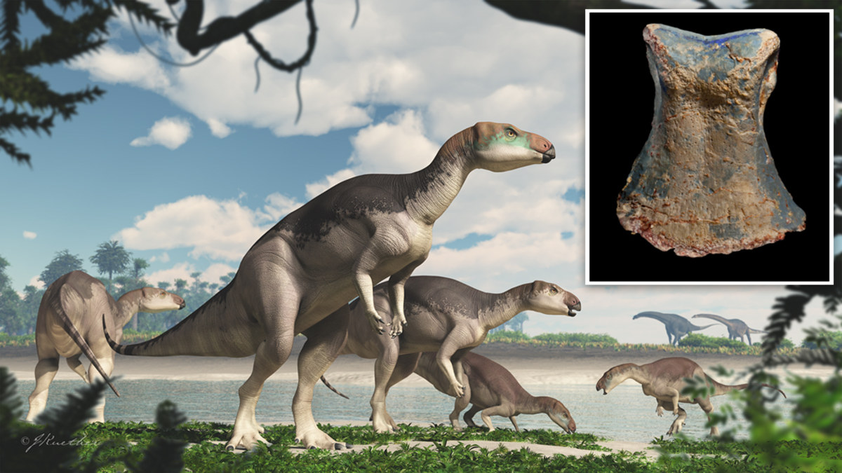 News Australia: First dinosaur ‘herd’ uncovered after 60 bones ...