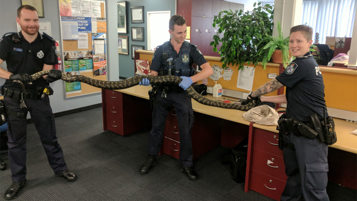 Police seize two giant pythons in raid on Brisbane home | Nine.com.au