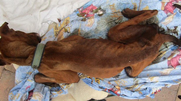 190523 SA animal neglect case pet dog pics crime news Australia
