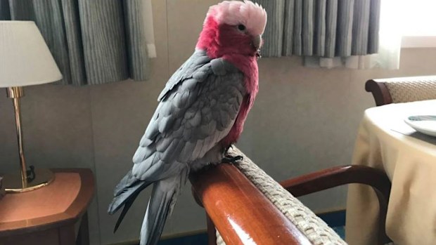Harri enjoys his private suite. (Image: Supplied)