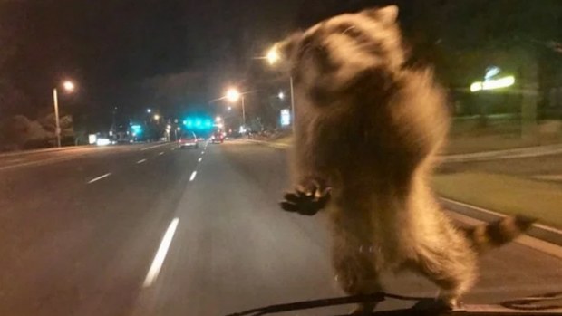 The raccoon managed to hold on until the officer pulled over. 