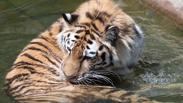 Two lions, two tigers and a jaguar escaped from a zoo in Germany. (File/AAP)