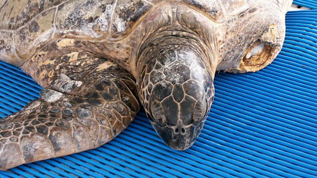 This turtle was discovered floating in the sea, unable to dive to catch food and taken back to the zoo's Australian Wildlife Hospital (AWH) where carers named her Trident.(AAP)