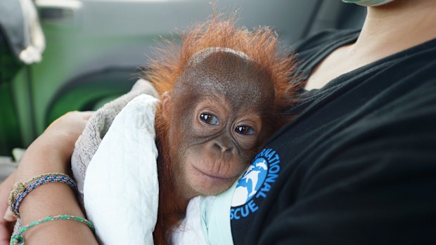 A seven-month-old baby orangutan rescued by the International Animal Rescue and Indonesian Nature Resources Conservation Agency (BKSDA). (AFP)