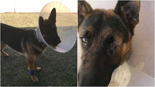 The German Shepherd was forced to have one of its eyes removed following the alleged attack. 