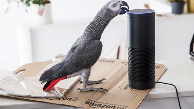 Buddy the parrot ordered a set of gift boxes for his owner after mimicking her voice. (The Sun)