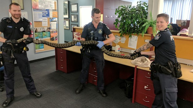 Three officers wrangle with the three-metre olive python. (Image: Queensland Police Service)