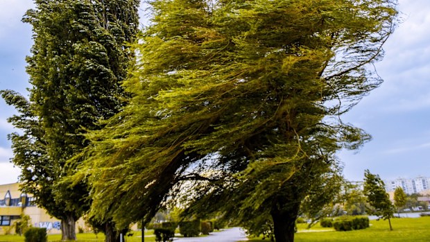 Winds could be strong enough to topple trees. (File image)