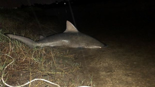 Jamie Hornsby reeled in the massive catch two nights ago. (Supplied)