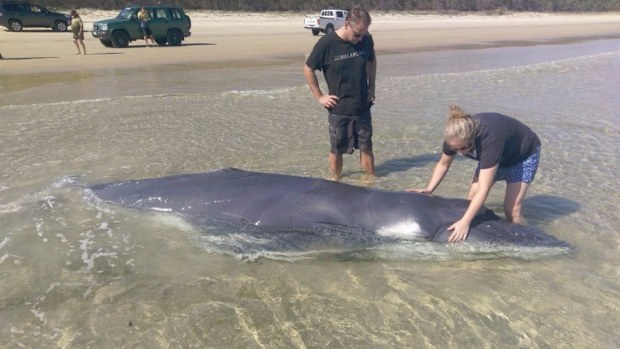 Rangers and Marine Parks staff are working to save the whale. (Castaways Moreton Island)