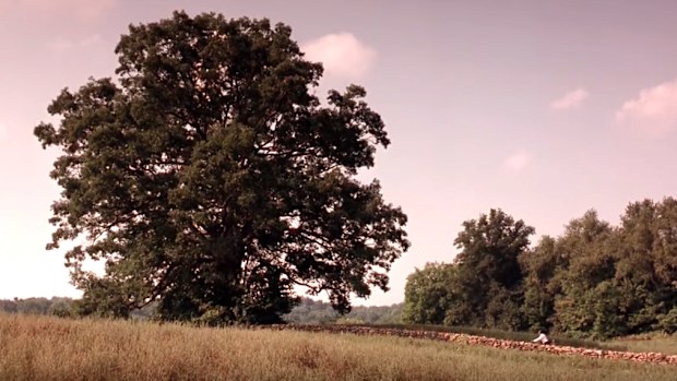 The huge oak was estimated to be between 180 - 200 years old. The rock wall, built especially for the movie, has been dismantled. And the field where the great tree stood has now been ploughed and planted with crops.