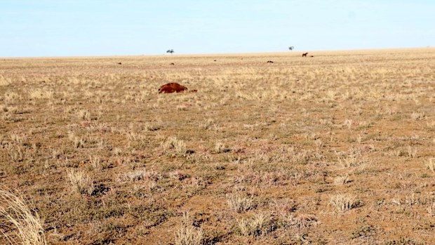 The deceased horses, including geldings; colts; pregnant mares, and mares with foals, were found dead on the 5,000-acre property north of Longreach Wednesday afternoon. 