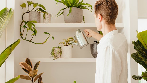 How to look after your indoor plants