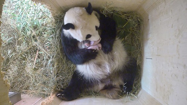 Panda Yang Yang and her twin cubs. (www.zoovienna.at)
