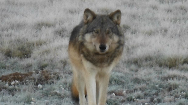 Echo, a rare grey wolf, was killed by a hunter. (Centre for Biological Diversity)
