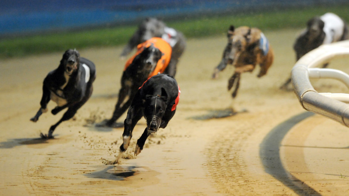 Robert Macaulay: Greyhound racing NSW CEO steps down after allegations ...