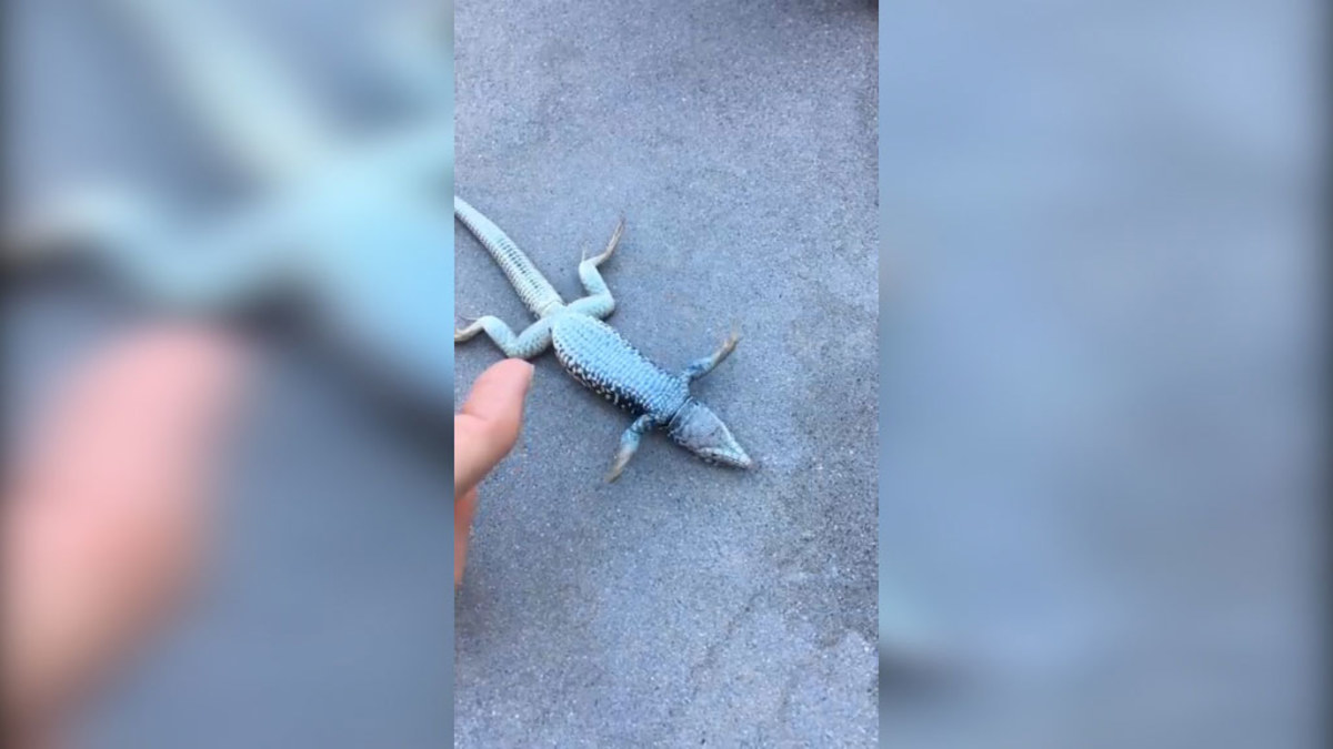 VIDEO: Woman brings lizard back from the dead with CPR | Nine.com.au