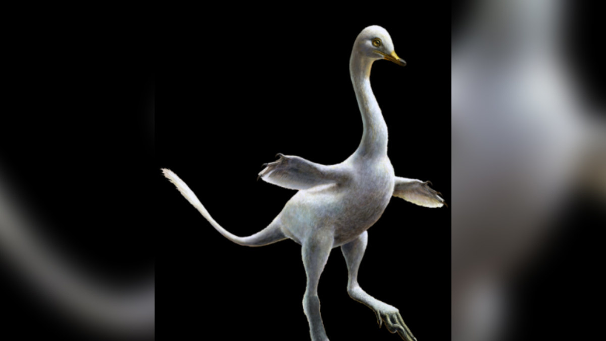Palaeontologists discover duck-like raptor with killer claws and a long ...