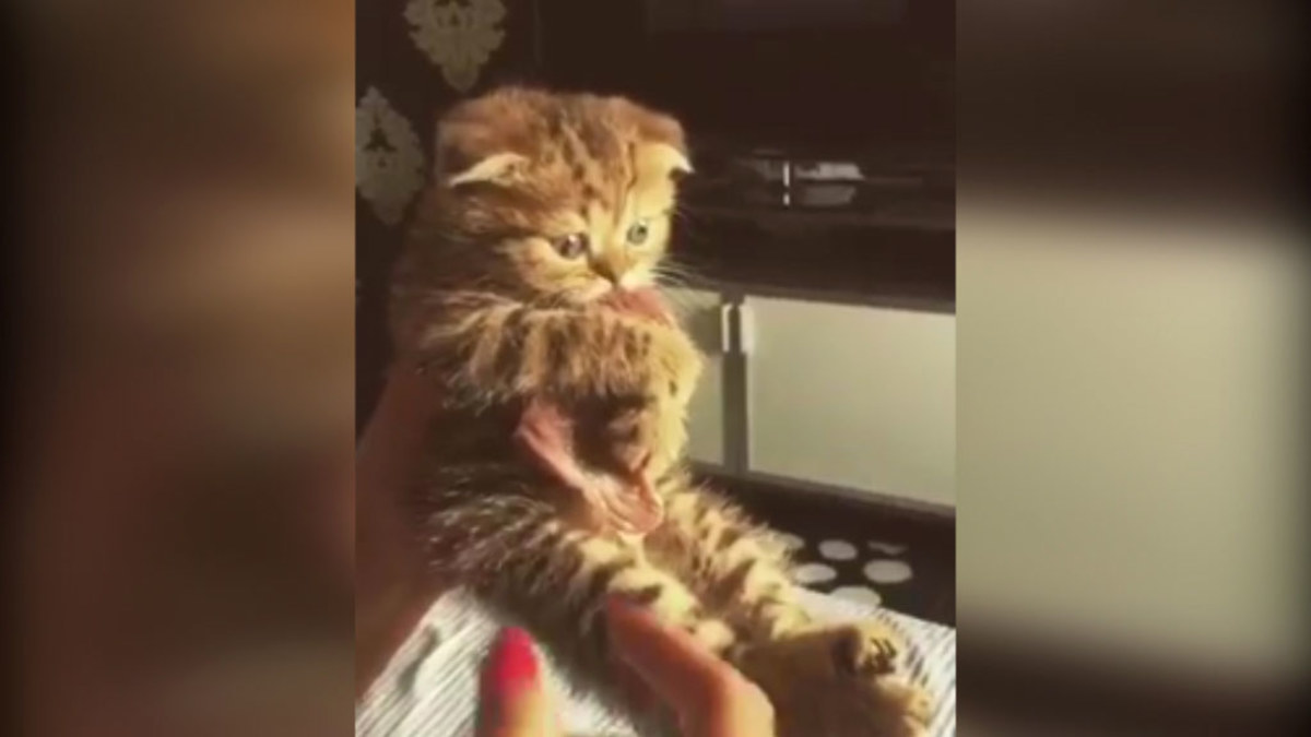 VIDEO: Kitten refuses to let go of a chunk of steak | Nine.com.au
