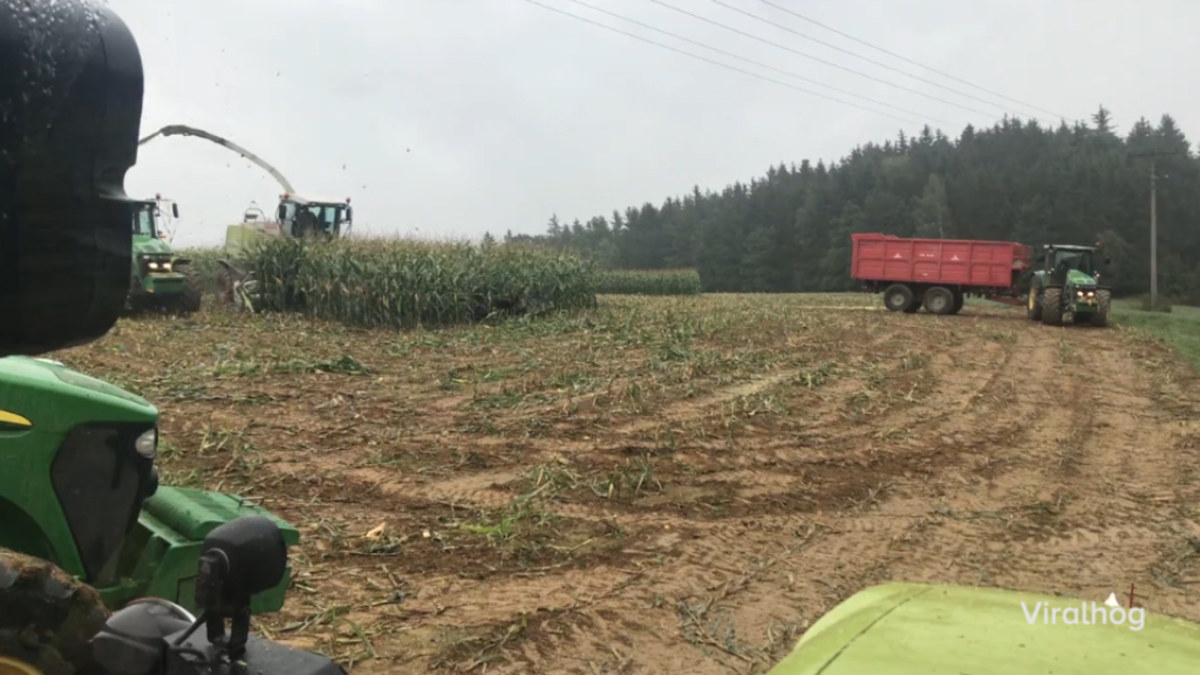 VIDEO: Just trust us an keep your eyes on this patch of corn | Nine.com.au