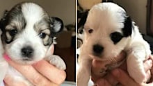 One puppy has been reunited with its owners but the other remains missing.