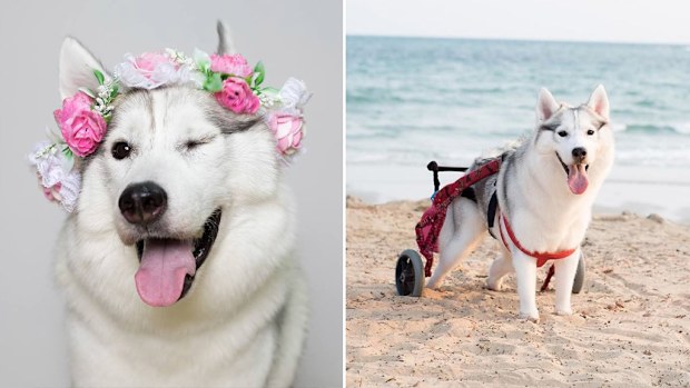 Maya the Siberian husky was born without any paws as a result of a congenital defect. (Facebook/@mayasiberiann)