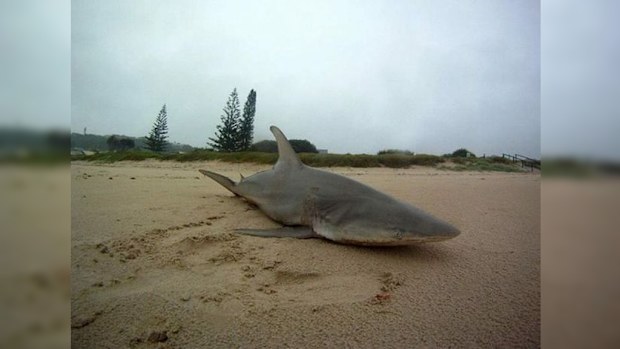 Lennox Head local Andy Leto photographed the shark that washed up on the beach. (Facebook, Victor Leto)