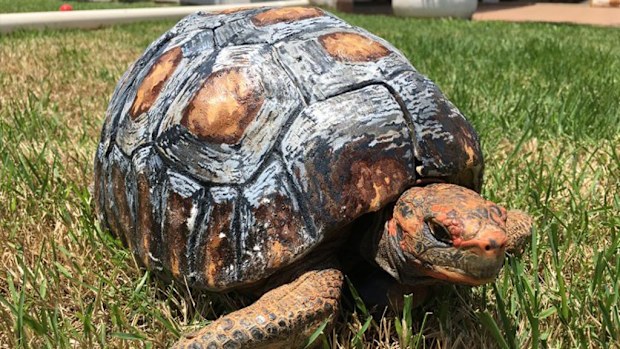 Freddy the tortoise with her custom 3D printed shell. (GC Noticias)