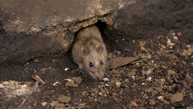 Rats have reportedly invaded parts of the Melbourne CBD. (AAP)