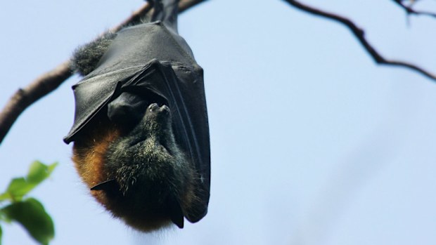 A leading doctor has warned the public to be cautious of Australian bats. (Getty)