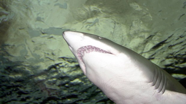 A grey nurse shark. (AAP)