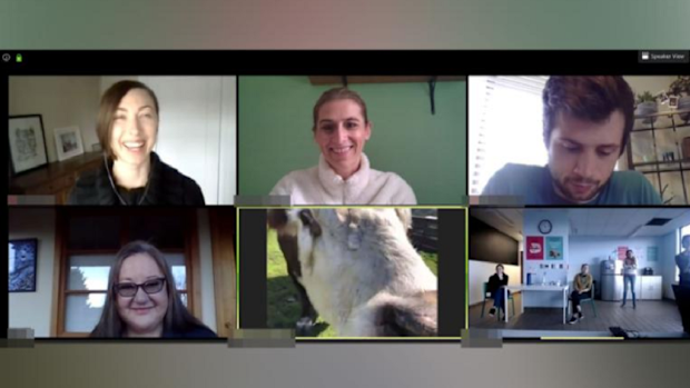 You don't have to choose a goat, you can even invite a cow.