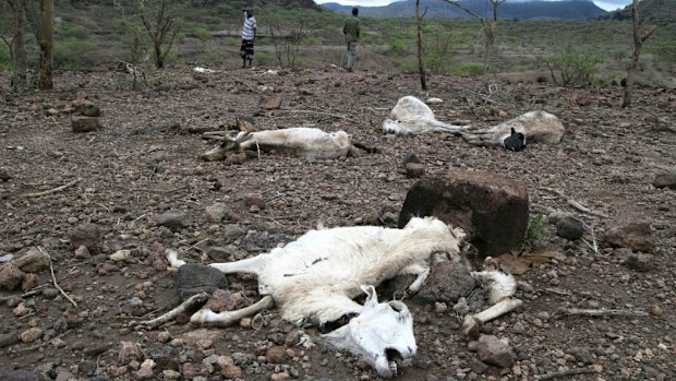 Ethiopia faces a new drought after last years' left an estimated 10.2 million people without food. (AFP)