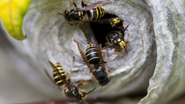 Hornets attacked a race in the Czech Republic, injuring 30 people. (Getty)