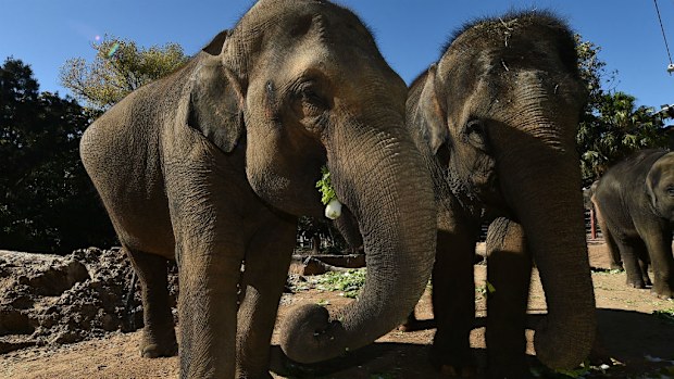 Num-Oi (left) gave birth to the calf in June. (AAP)
