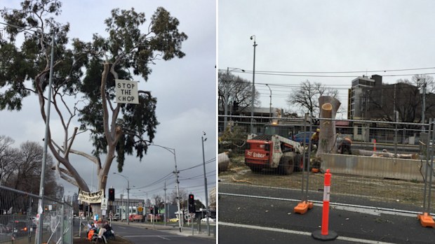 The Flemington Road tree was cut down today. (Twitter)