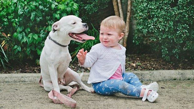 Snowy the Boston Terrier Cross with her new family. (Animal Welfare League of Queensland)